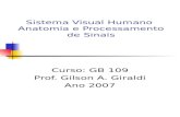 Sistema Visual Humano Anatomia e Processamento de Sinais Curso: GB 109 Prof. Gilson A. Giraldi Ano 2007.