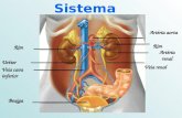 Sistema urinário Bexiga Rim Uréter Veia cava inferior Artéria renal Rim Artéria aorta Veia renal.