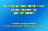 Ciclos endomitóticos: cromossomos politênicos Disciplina: Biologia do Núcleo Profa. Dra. Maria Tercília Vilela de Azeredo Oliveira.