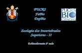 Zoologia dos Invertebrados Superiores - II PUCRS FaBio DepBio Echinodermata 2ª aula.