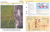 Wildlife Fact File - Insects & Spiders - Pgs. 21-30