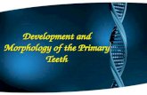 Development and Morphology of the Primary Teeth