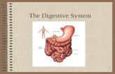 L'aparell digestiu (en angl¨s)