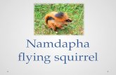 Namdapha Flying Squirrel
