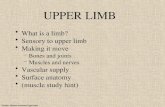 upper limb ppt