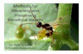 Methods for Attracting and Preserving Beneficial Insects