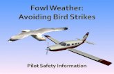 Fowl Weather - Avoiding Bird Strikes
