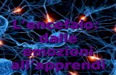 Lencefalo: dalle emozioni allapprendimento. Il sistema nervoso è la sede dell'assunzione, dell'elaborazione e trasmissione delle informazioni: un sistema.