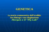 GENETICA La teoria cromosomica delleredità: Sex-linkage e non disgiunzione Morgan e il Fly Lab.
