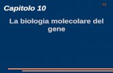 Capitolo 10 La biologia molecolare del gene 0. La struttura del materiale genetico 10.1 Alcuni esperimenti hanno dimostrato che il materiale genetico.