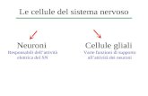 Le cellule del sistema nervoso Neuroni Responsabili dellattività elettrica del SN Cellule gliali Varie funzioni di supporto allattività dei neuroni.