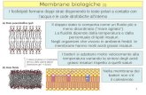 I fosfolipidi formano doppi strati disponendo le teste polari a contatto con lacqua e le code idrofobiche allinterno Membrane biologiche (1) 1 Il doppio.
