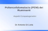Dr Antonio Di Loria Poliencefalomalacia (PEM) dei Ruminanti Aspetti Eziopatogenetici.