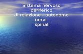 Sistema nervoso periferico di relazione - autonomo nervi spinali.