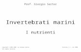 Invertebrati marini Prof. Giorgio Sartor Copyright © 2001-2008 by Giorgio Sartor. All rights reserved. Versione 1.1 – nov 2008 I nutrienti.