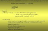 IPSIA Galvani- Ottica - 20/09/07 Lezione n. 1 : Avellis, Cadoppi, Cheratometria CARATTERISTICHE DELLA CORNEA: -Trasparente -Specchiante -Lucida Opacità:
