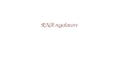 RNA regolatore. Lewin, IL GENE VIII, Zanichelli editore S.p.A. Copyright © 2006.