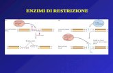 ENZIMI DI RESTRIZIONE Reazione ligasica di frammenti di restrizione.