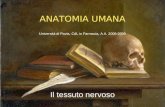 ANATOMIA UMANA Università di Pavia, CdL in Farmacia, A.A. 2008-2009 Il tessuto nervoso.