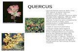 QUERCUS Quercia Nome comune delle circa 300 specie di piante legnose, arboree o arbustive, che costituiscono il genere Quercus della famiglia delle fagacee.