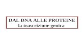DAL DNA ALLE PROTEINE la trascrizione genica. Tratti della sequenza di DNA vengono trascritti in RNA.