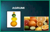 AGRUMI. Gli agrumi dei quali si ha la piu lontana memoria sono il Kumquat, il pompelmo e lo yuzu (Citrus junos) Gli agrumi sono cresciuti molto in quantità