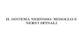 IL SISTEMA NERVOSO: MIDOLLO E NERVI SPINALI. Compartimento Sensitivo Sensibilità Viscerale Midollo Spinale Encefalo Compartimento Motorio Sistema Nervoso.