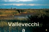 Vallevecchia. Gli Ambienti lagunari nel Veneto Orientale.