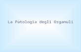 La Patologia degli Organuli. Patologia degli organuli Patologia della plasmamembrana Patologia dei mitocondri Patologia del reticolo endoplasmatico ed.