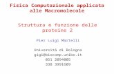 Fisica Computazionale applicata alle Macromolecole Pier Luigi Martelli Università di Bologna gigi@biocomp.unibo.it 051 2094005 338 3991609 Struttura e.