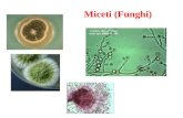 Miceti (Funghi). Caratteristiche Eucarioti Micosi Infezioni sistemiche (leucemici, HIV+, terapie antibiotiche o immunosoppressive)