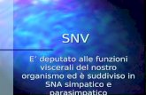 SNV E deputato alle funzioni viscerali del nostro organismo ed è suddiviso in SNA simpatico e parasimpatico.