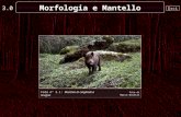 3.0 Esci Morfologia e Mantello Foto n° 3.1: Maschio di cinghiale a Giugno foto di Marco Novelli.
