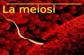 La meiosi. 2. La meiosi Ciascuno dei due genitori transmette al proprio figlio uno solo di ciascuno dei suoi cromosomi omologhi. I gameti, spermatozoi.