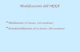 Modificazioni dell’rRNA Metilazione (55 lievito, 110 vertebrati) Pseudouridilazione (45 in lievito, 100 vertebrati)