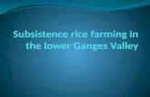 Geography-Subsistence rice farming in the lower ganges valley