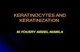 Keratinocytes And Keratinization Gammmeeel