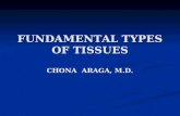 Fundamental types of tissues