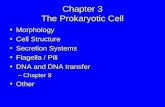 Lectures%209%20 %2010%20 the%20prokaryotic%20cell