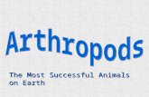 Arthropods - An Introduction