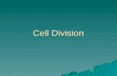 Bio Cell Division