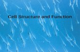 Cell structure function.2