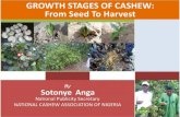 Growth stages of cashew: from seed to harvest by sotonye anga
