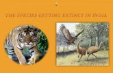 Extinct species India