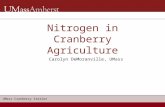 Nitrogen in Cranberry Agriculture