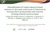 Intensification of maize-legume based systems in the semi-arid areas of Tanzania to increase farm productivity and improve farming natural resource base