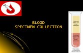 Specimen collection cc
