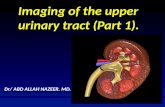 Presentation1.pptx urinary system part 11.