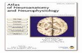Netter's atlas of neurology