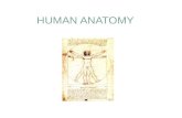 Introduction to Anatomy